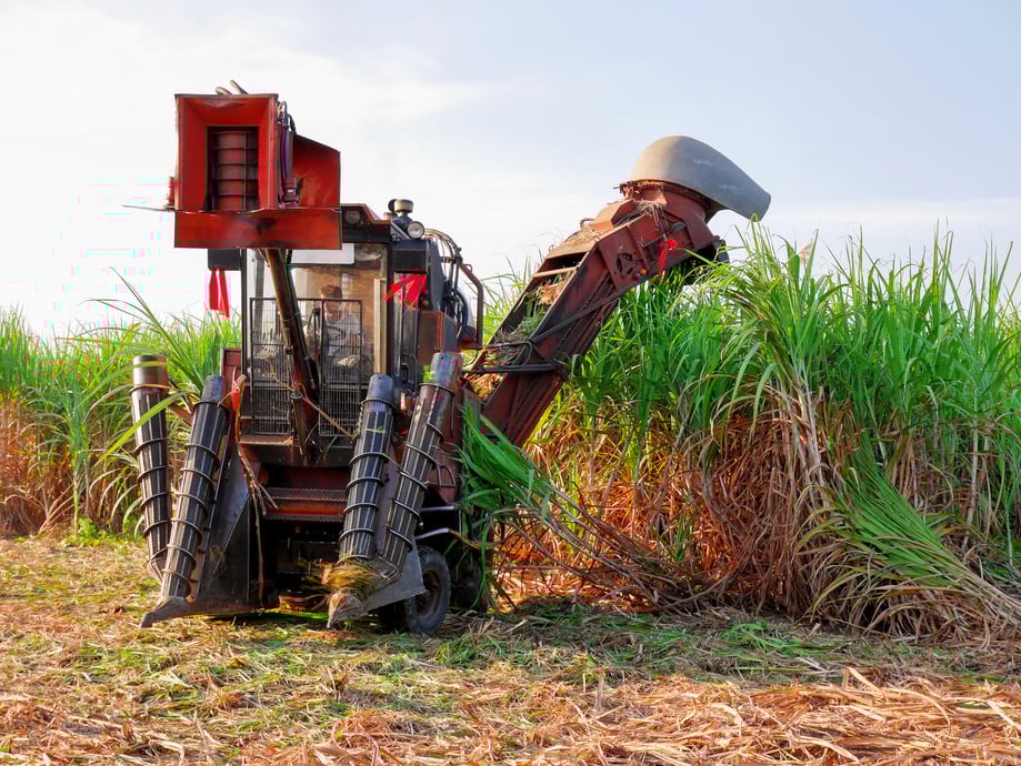 Sugar cane farm - Mechanical harvesting sugar cane field - Truck and combine harvesting sugar cane field - sugar cane plantation